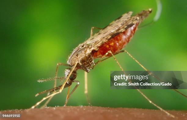 Female Anopheles albimanus mosquito, engorged with blood, feeding on the human host, 2005. Image courtesy Centers for Disease Control .