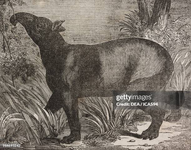 Malayan tapir , illustration from Teatro universale, Raccolta enciclopedica e scenografica, No 64, September 19, 1835.