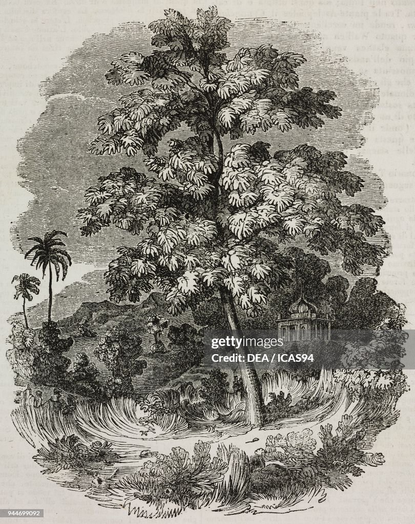 Rubber plant (Ficus elastica), illustration