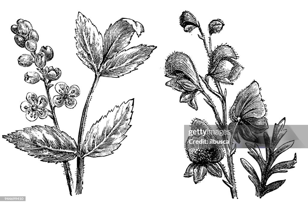 Botanik Pflanzen Antik Gravur Abbildung: Actaea Spicata (Baneberry) und Aconitum (Aconitum, Eisenhut)