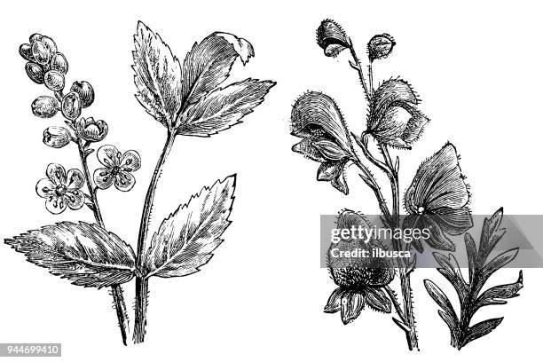 botany plants antique engraving illustration: actaea spicata (baneberry) and aconitum (aconite, monkshood) - monkshood stock illustrations