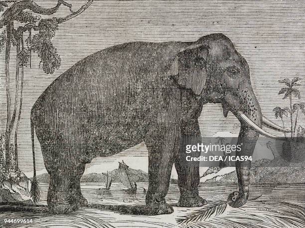 Sri Lankan elephant , illustration from Teatro universale, Raccolta enciclopedica e scenografica, No 82, January 23, 1836.