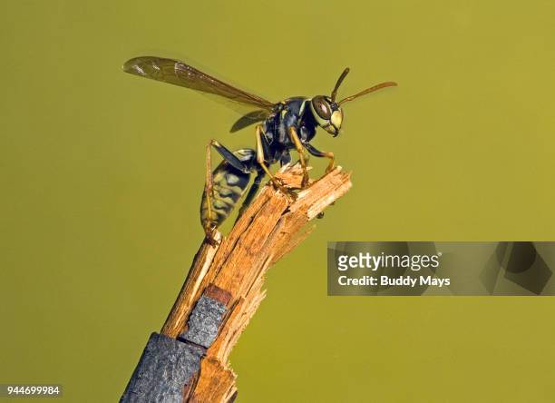 close-up of european paper wasp, polistes dominula - feldwespe stock-fotos und bilder