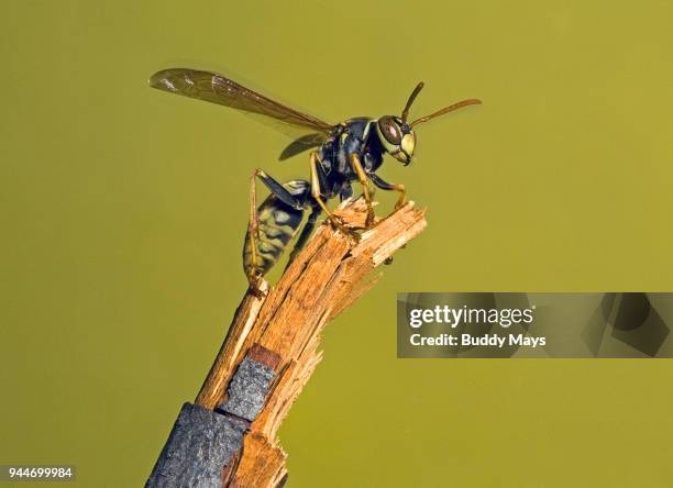 close-up of european paper wasp, polistes dominula - polistes wasps stock pictures, royalty-free photos & images