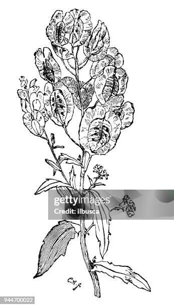 botany plants antique engraving illustration: thlaspi arvense (field pennycress) - thlaspi arvense stock illustrations