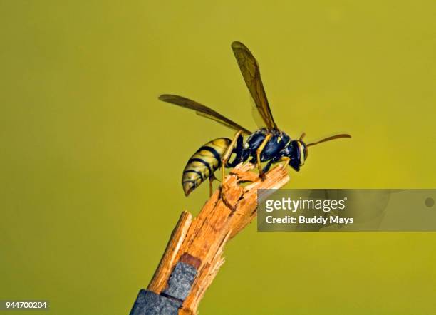 close-up of european paper wasp, polistes dominula - feldwespe stock-fotos und bilder