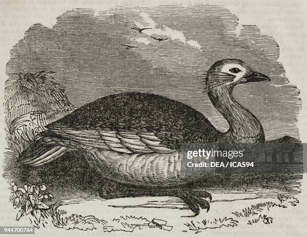 Male specimen of Great Bustard , illustration from Teatro universale, Raccolta enciclopedica e scenografica, No 261, July 6, 1839.