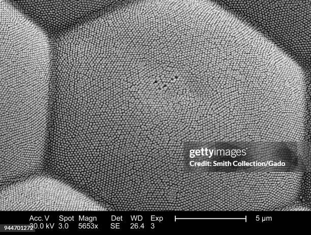 Eye Sem Photos and Premium High Res Pictures - Getty Images