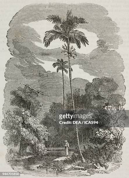 Betel palm , illustration from Teatro universale, Raccolta enciclopedica e scenografica, No 275, October 12, 1839.