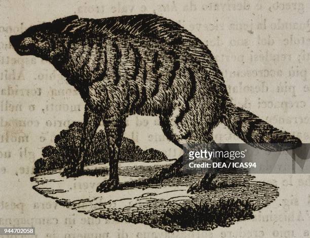 Aardwolf , illustration from Teatro universale, Raccolta enciclopedica e scenografica, No 104, June 25, 1836.