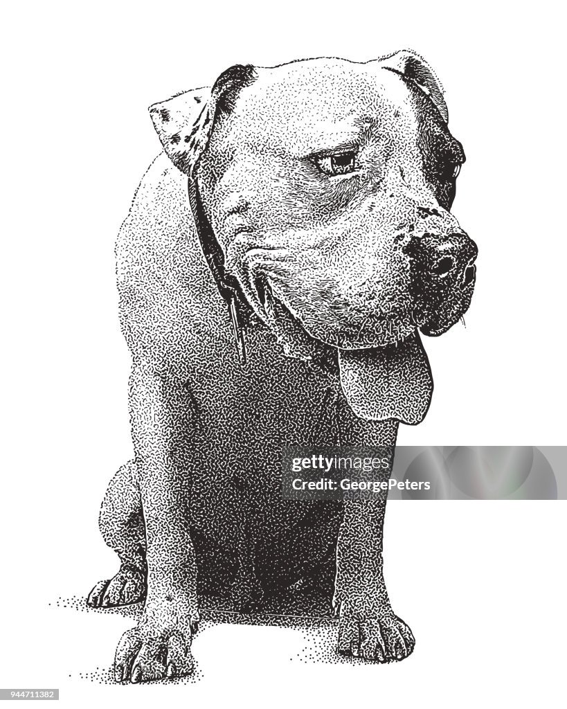 Jeune chien Pit Bull Terrier mâle avec expression coupable