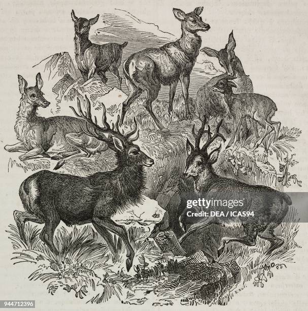 Deer and roe deer , illustration from Teatro universale, Raccolta enciclopedica e scenografica, No 372, August 21, 1841.