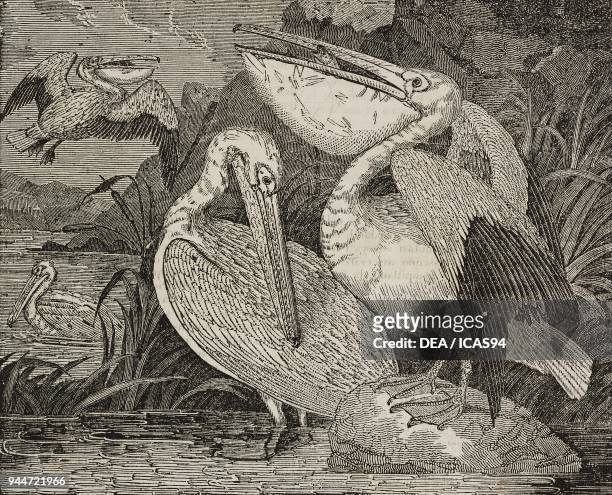 Pelicans , illustration from Teatro universale, Raccolta enciclopedica e scenografica, No 176, November 18, 1837.