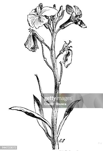 botany plants antique engraving illustration: erysimum cheiri, cheiranthus cheiri (wallflower) - erysimum cheiri stock illustrations