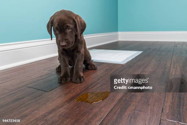 a chocolate labrador puppy sitting next to pee on wood floor - 8 weeks old - guilt stock pictures, royalty-free photos & images