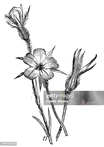 botany plants antique engraving illustration: agrostemma githago (corn-cockle) - agrostemma githago stock illustrations
