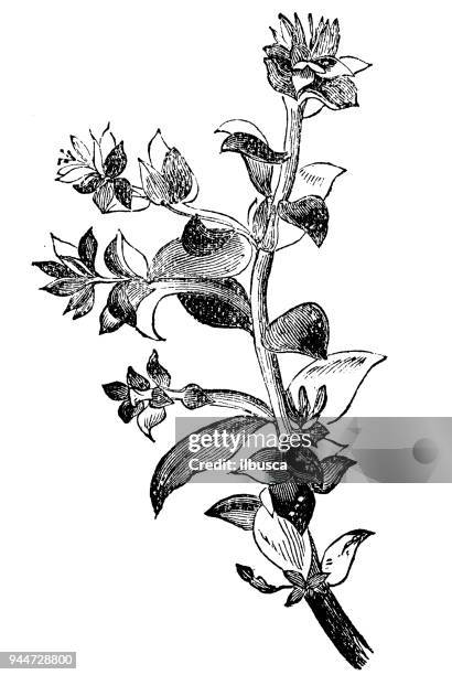 ilustraciones, imágenes clip art, dibujos animados e iconos de stock de botánica plantas antigua ilustración de grabado: honckenya peploides (arenaria de mar, junto al mar sandplant) - sandwort