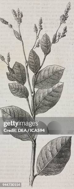 Dyers Persicaria , lithograph from Poliorama Pittoresco, n 7, September 23, 1843.