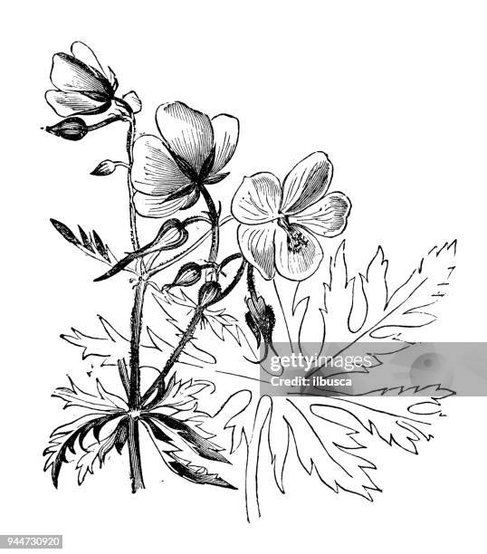 botany plants antique engraving illustration: geranium pratense (meadow crane's bill, meadow geranium) - geranium leaves stock illustrations
