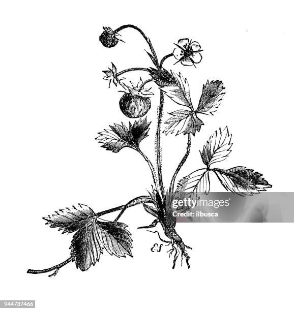 botany plants antique engraving illustration: fragaria vesca (wild strawberry) - strawberry blossom stock illustrations