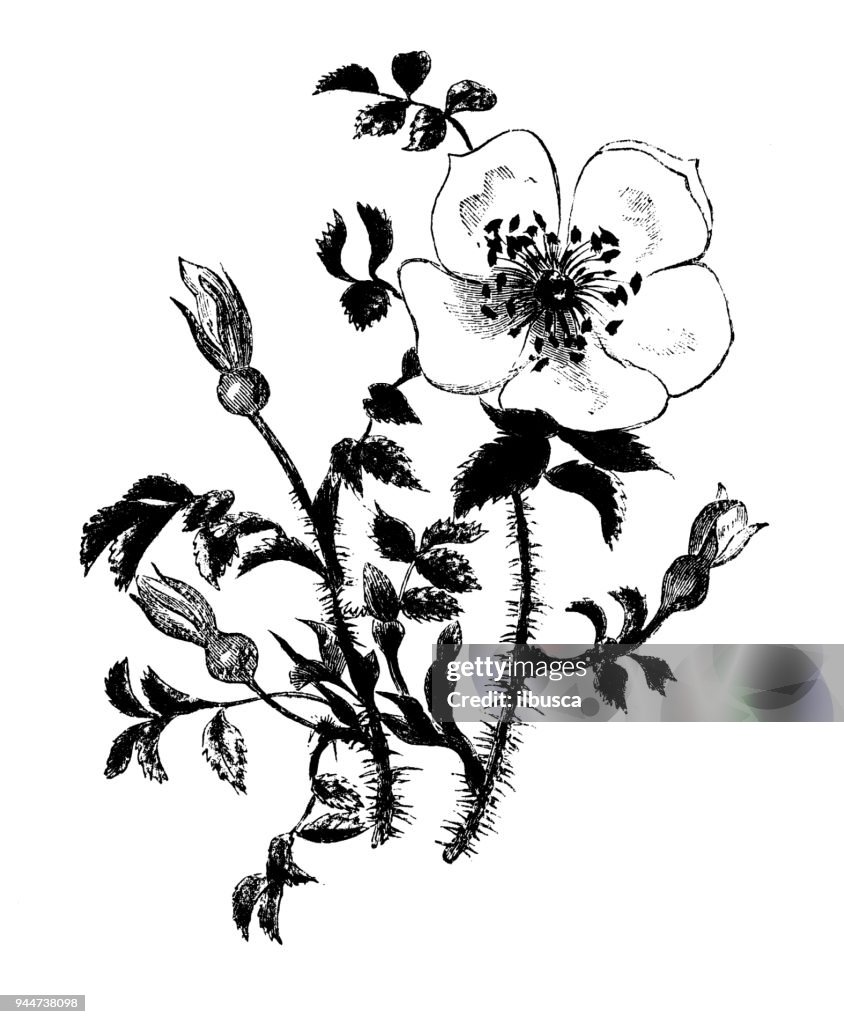 Botany plants antique engraving illustration: Rosa spinosissima