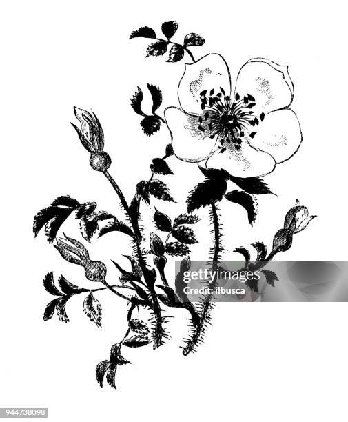 botany plants antique engraving illustration: rosa spinosissima - wild rose stock illustrations