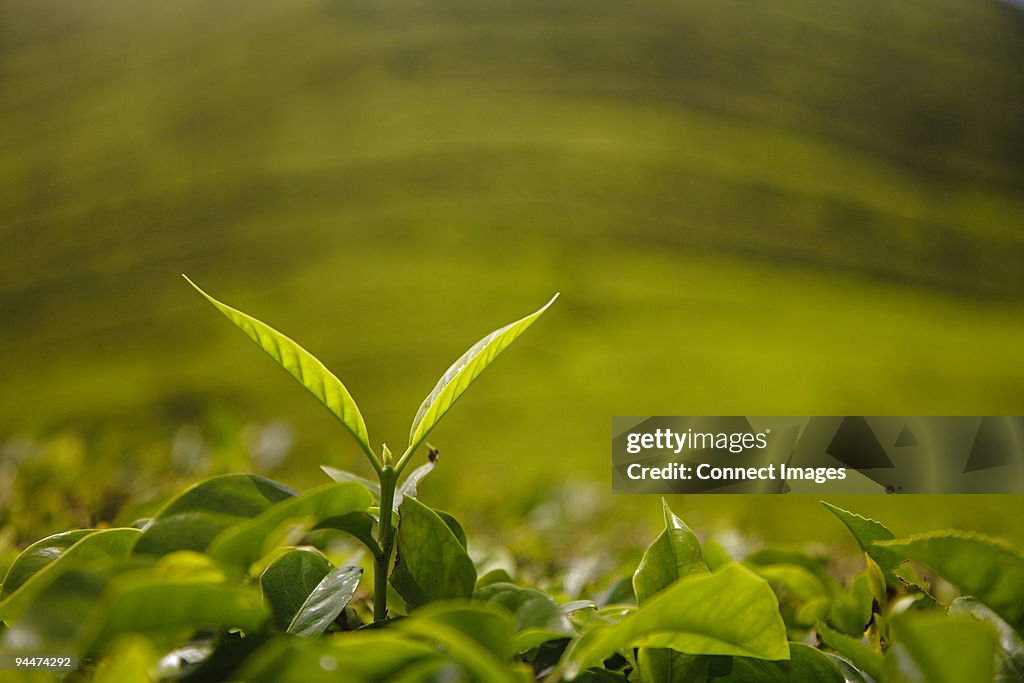 Tea leaf