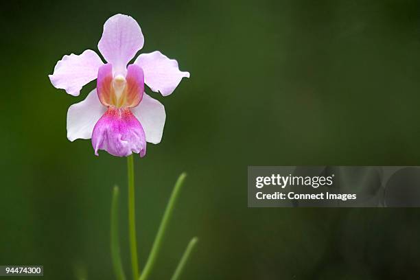vanda miss joaquim orchid - vanda miss joaquim orchid stock pictures, royalty-free photos & images