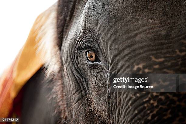 close up of the eye of an elephant - elephant eyes 個照片及圖片檔