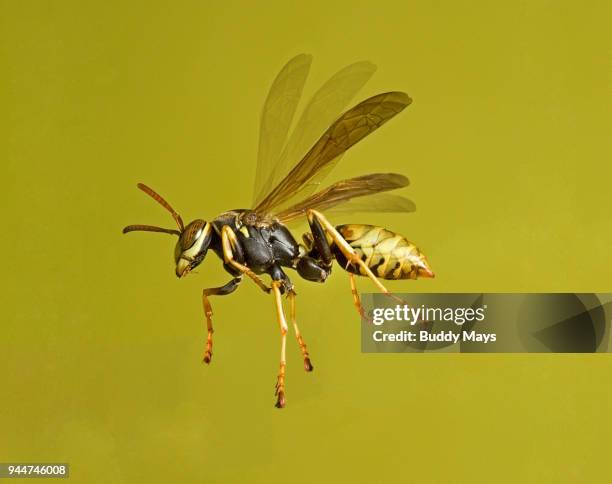 a european paper wasp, polistes dominula, in flight - polistes wasps stock pictures, royalty-free photos & images
