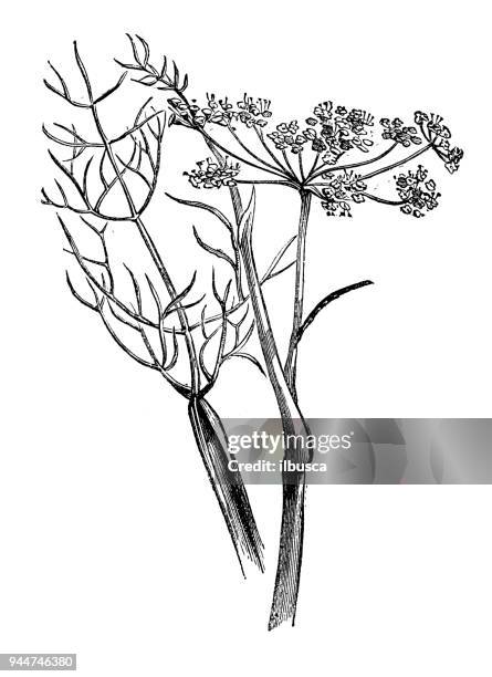 ilustraciones, imágenes clip art, dibujos animados e iconos de stock de botánica plantas antigua ilustración de grabado: hinojo (foeniculum vulgare) - hinojo