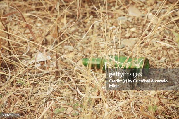 abandoned bottle laying on ground - guarico state stock pictures, royalty-free photos & images