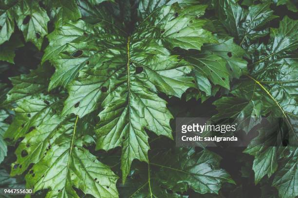 acanthus mollis - acanthus leaf stock pictures, royalty-free photos & images