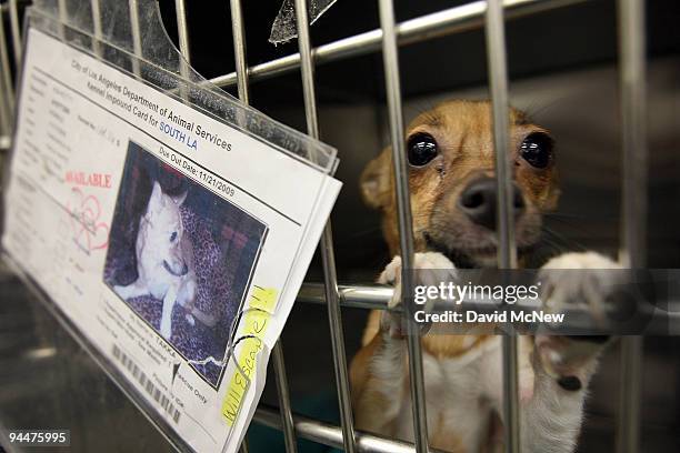 Chihuahua waits adoption at a Los Angeles Department of Animal Services shelter on December 15, 2009 in Los Angeles, California. Chihuahuas make up...