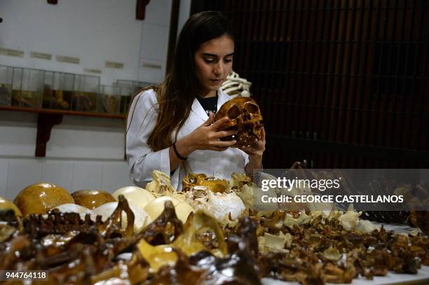 Medicine student attend an anatomy practice at the Faculty of Medicine laboratory, at the University of the Andes in San Cristobal, Tachira state on...