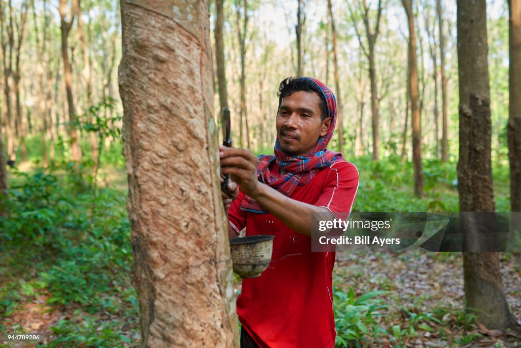 Rubber Tapping