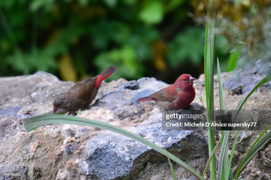 Red-billed Firefinch (Lagonosticta senegala) couple