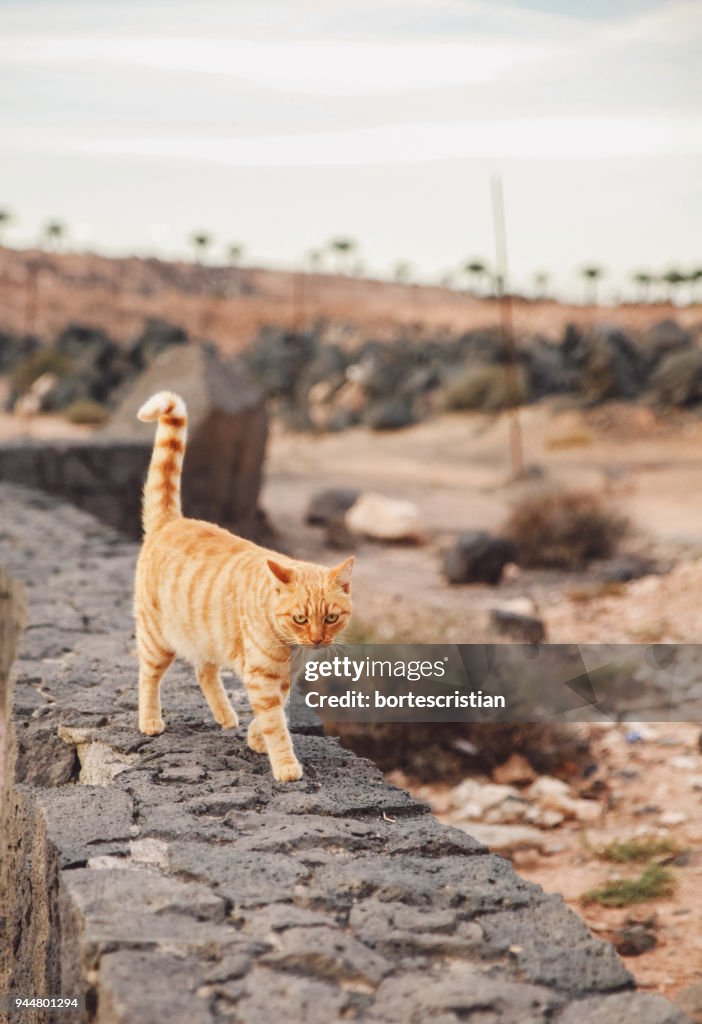 Cat Walking On Retaining Wall During Sunset