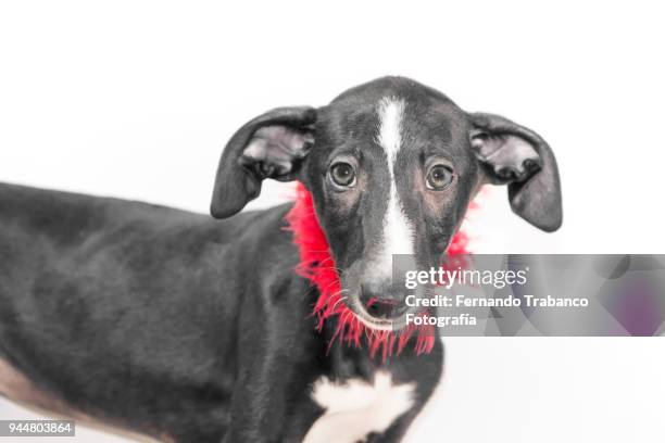 dog with red feather boa - feather boa 個照片及圖片檔