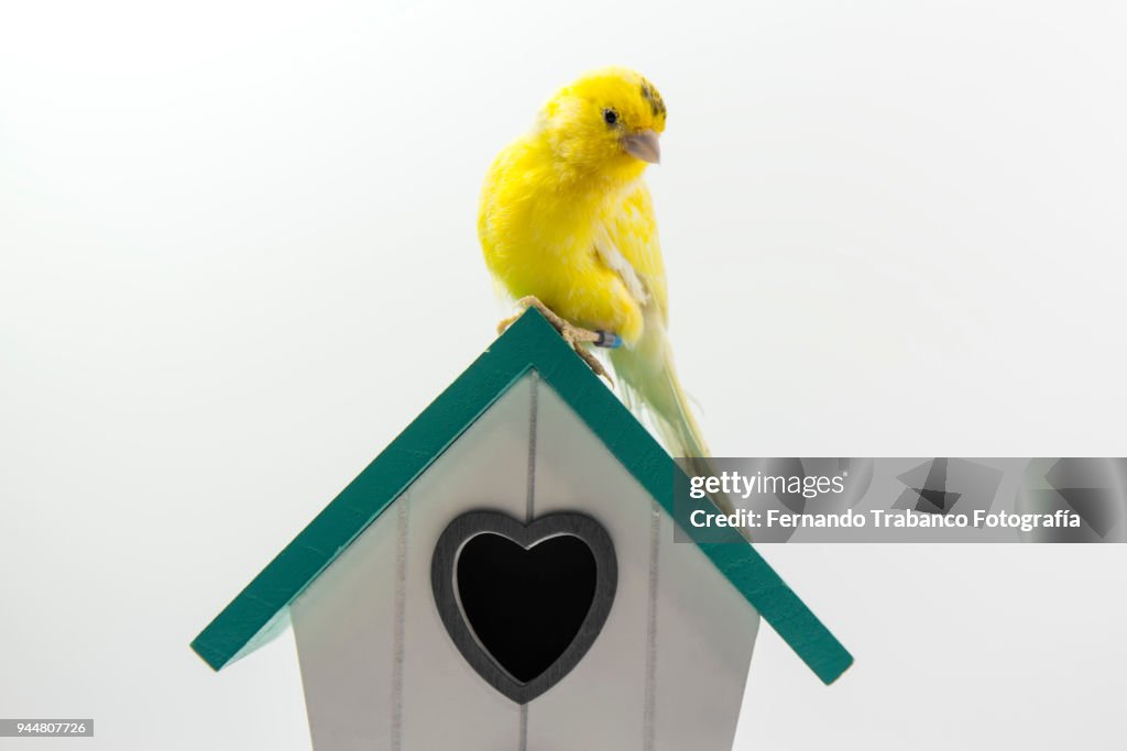 Bird house