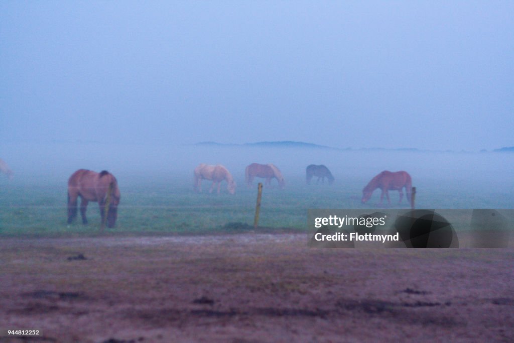 Misty morning sunrise with silhouette of horses