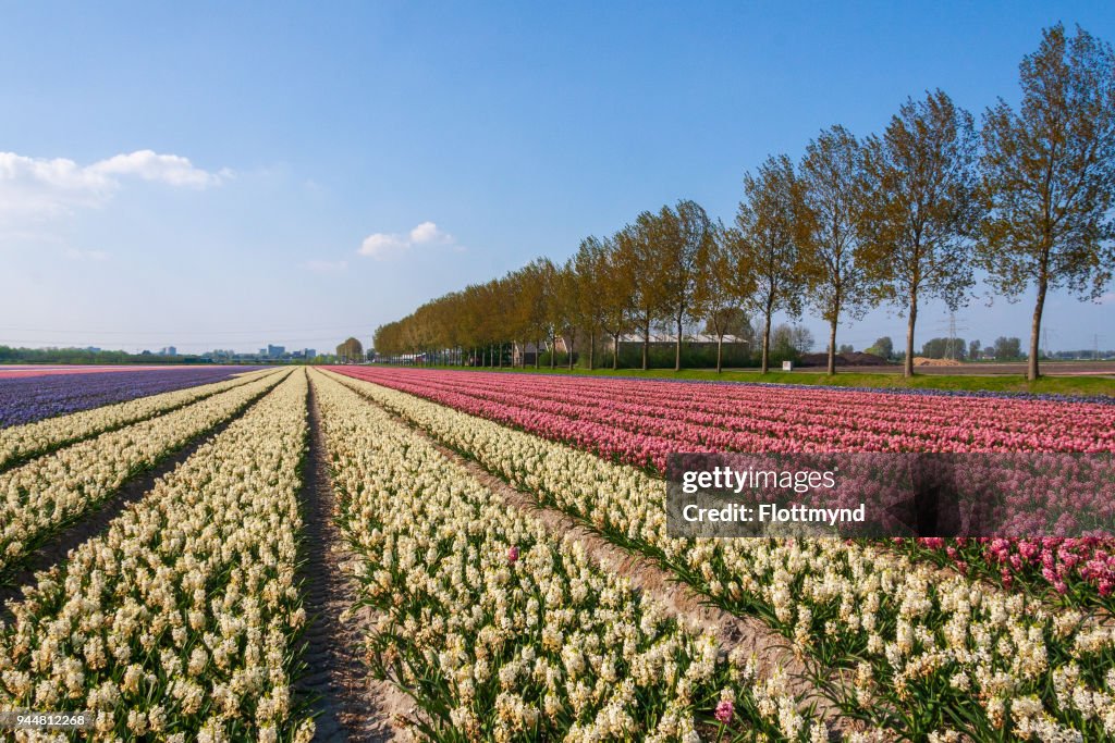 Acres of blooming flowers during spring in the Netherlands