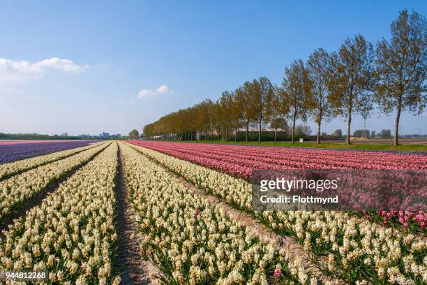acres of blooming flowers during spring in the netherlands - haarlemmermeer stock pictures, royalty-free photos & images