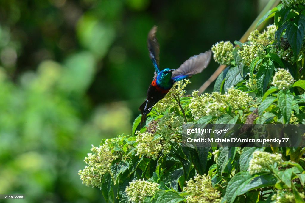 Red-chested Sunbird (Cinnyris erythrocercus)