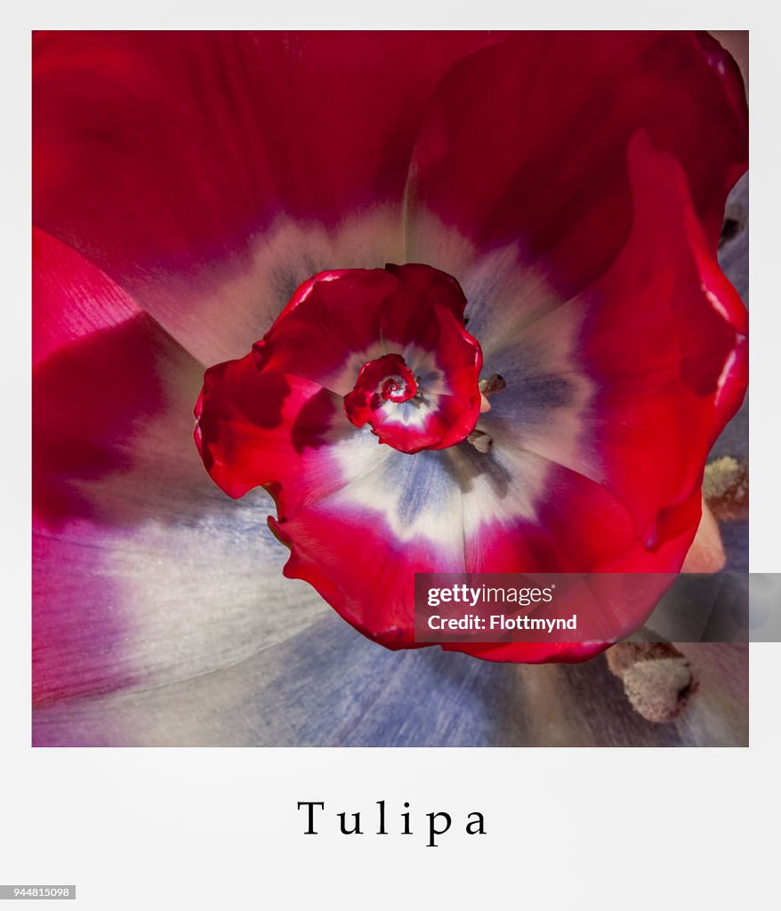 Abstract photo of a never ending Tulip