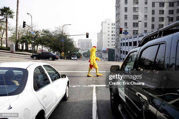 person in chicken costume crossing street - chicken crossing road stock pictures, royalty-free photos & images