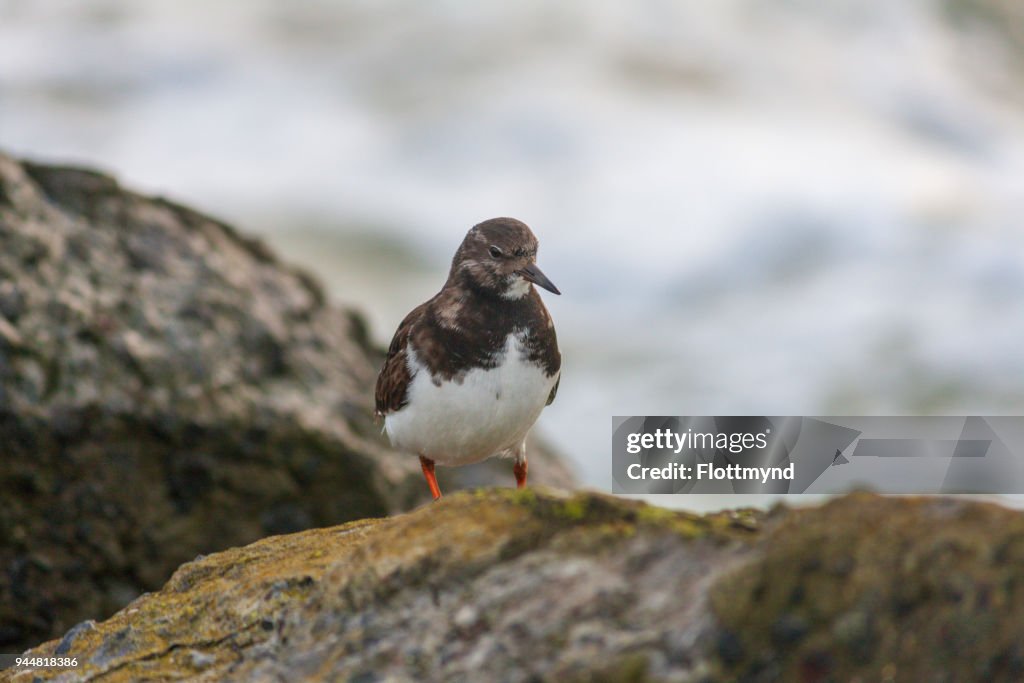 Ruddy Turnstone bird on some rocks near the waters of the North sea