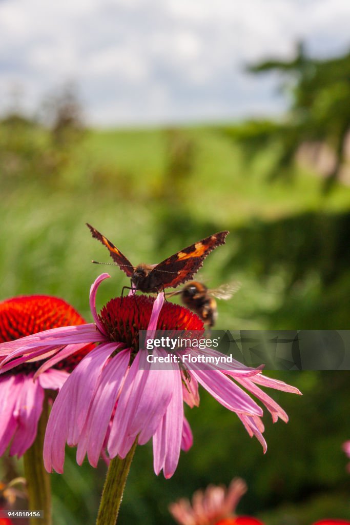 Colourful blooming flowers with insects in top