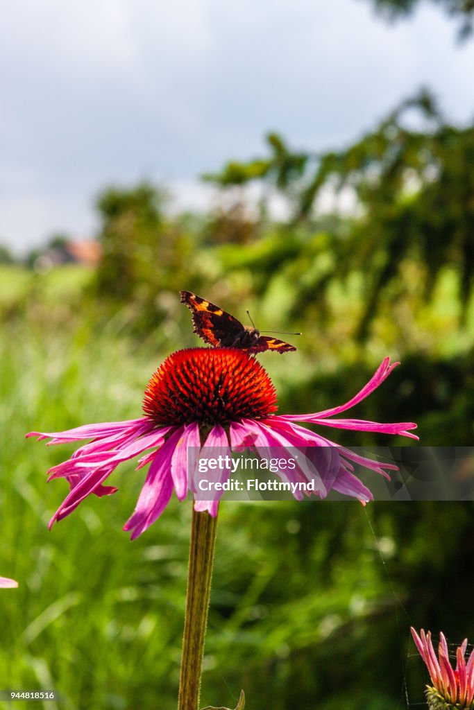 Colourful blooming flowers with insects in top