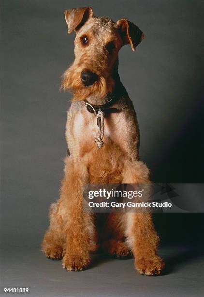 dog - airedale terrier stock pictures, royalty-free photos & images